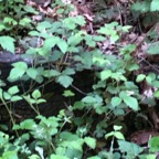 IMG_9067.jpeg
