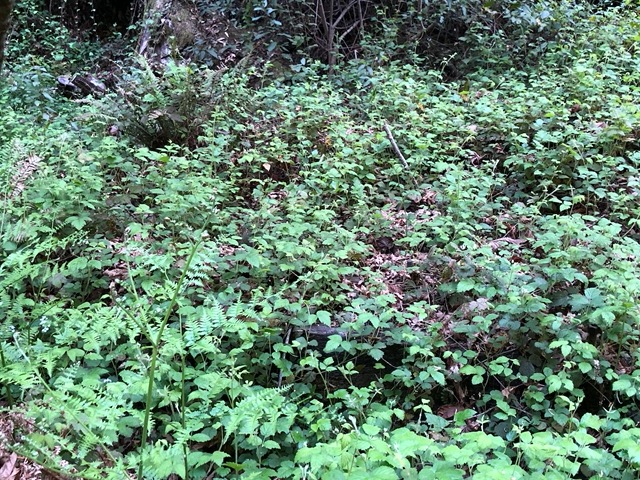 Overgrown remains of the Loma Prieta sawmill