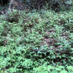 IMG_9068.jpeg
