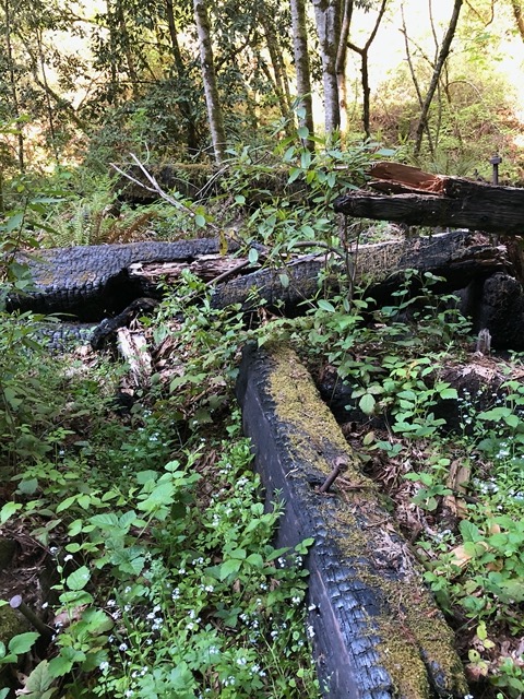 Remains of the sawmill with signs of fire