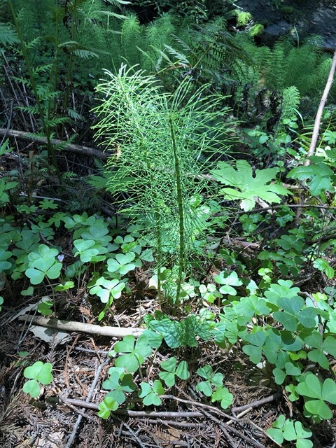 Really primitive looking reed.  I'm getting ideas for shade plants for Lela's nook
