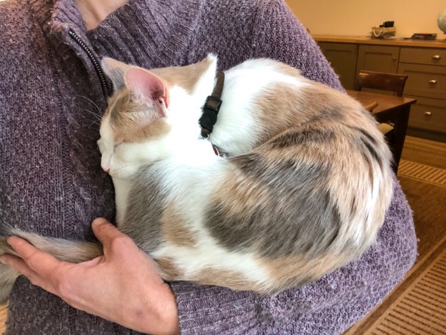 Cricket curled up in my arms