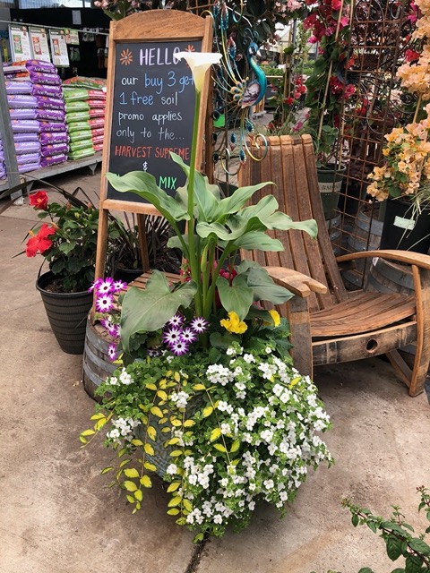 I took pictures of pots I admired at the garden store