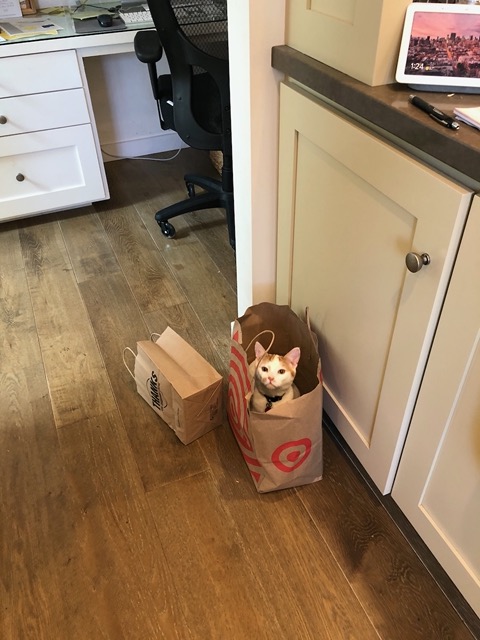 Cat in a bag!