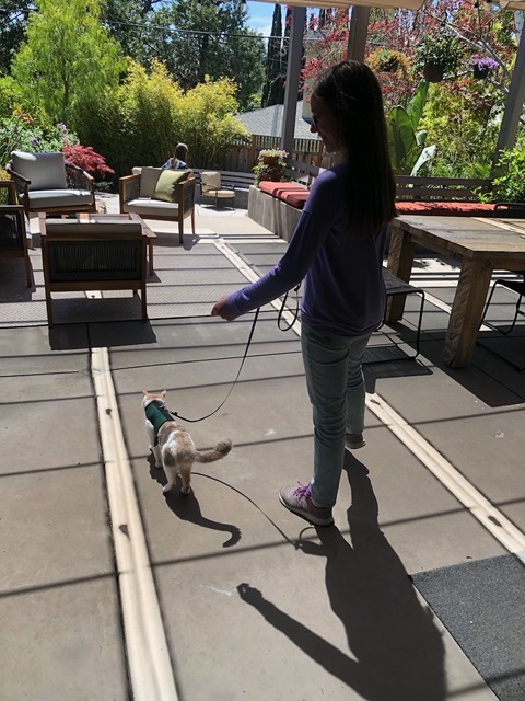 Ellie walking Cricket in the backyard
