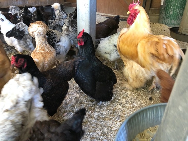 Bottom heavy black chicken