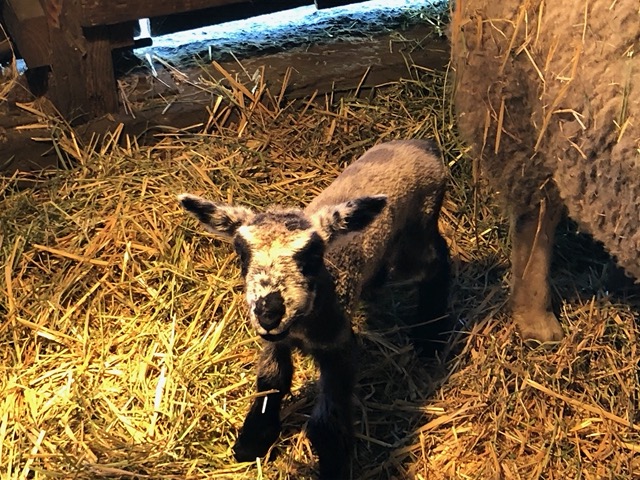 New lambs!