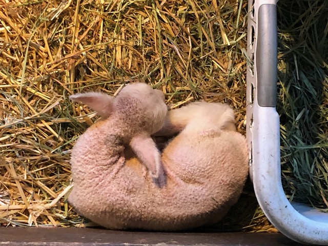 Brand new lamb