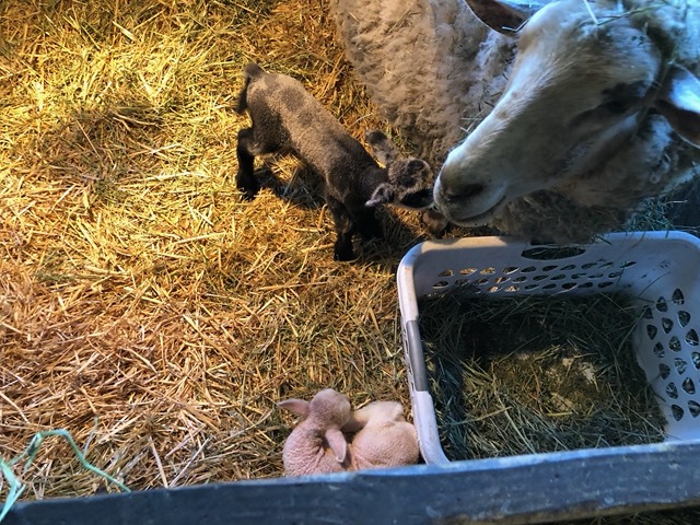 Ewe with her lambs