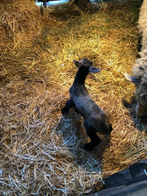 Little black and white lamb