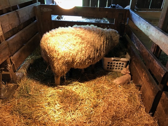 Ewe with lambs