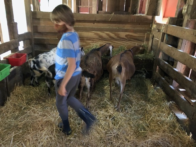 Owen in with the goats in the pig barn