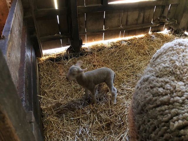 More lamb pictures...  they're only this small for a few days