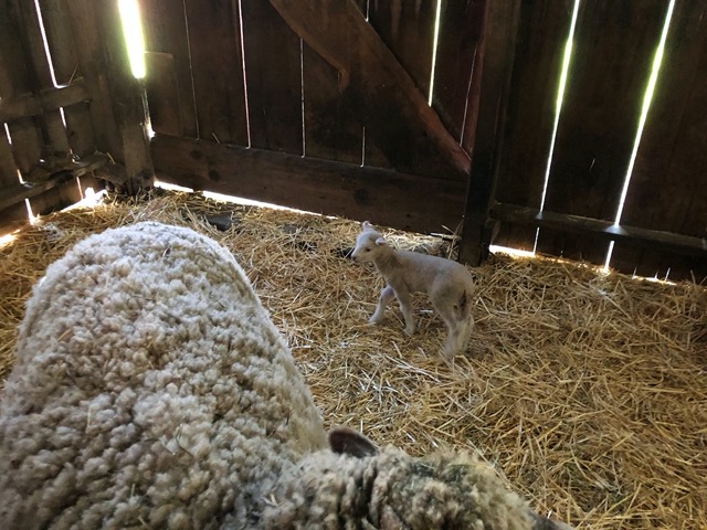 By next week they'll be bigger, more filled out, and romping around the pasture