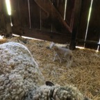 IMG_9199.jpeg