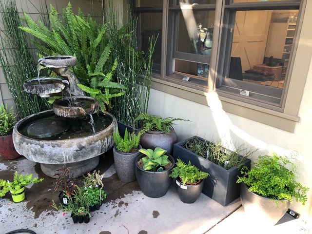 Working on the fountain area.  Grey pots, different shapes and textures, with shade-loving riparian foliage plants