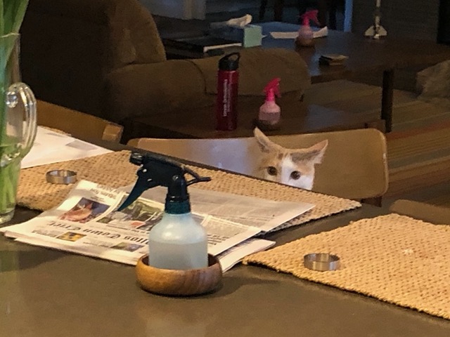 We prevented the curious kitties from investigating, with the squirt bottle