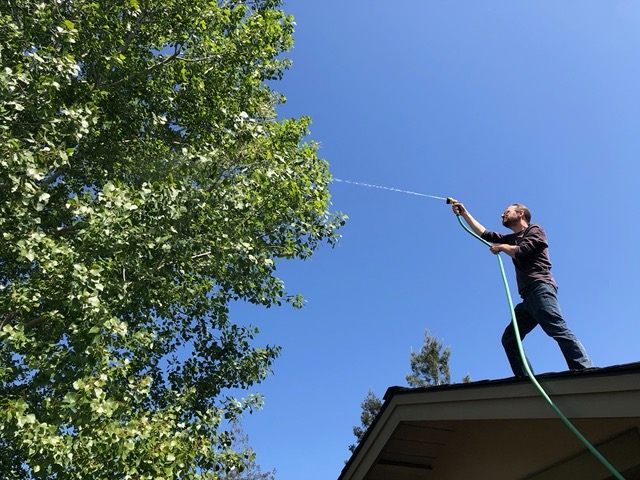 We discovered a caterpillar infestation in our tree.  Mike blasted it down with the hose