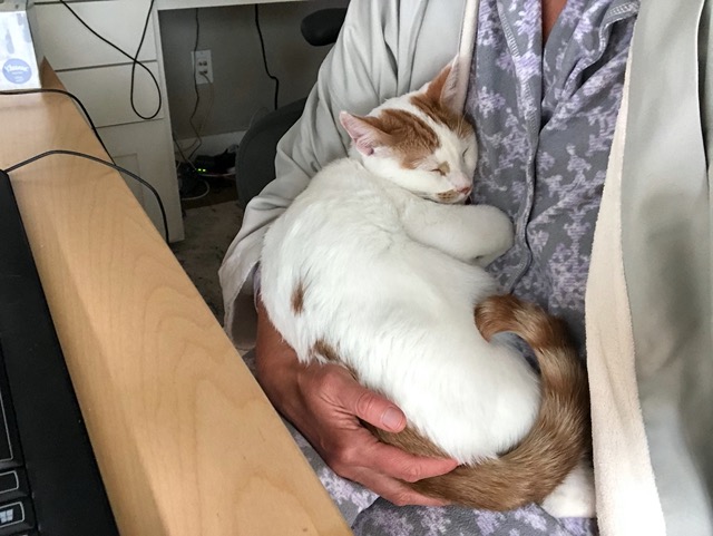 Gizmo sleeping in my lap
