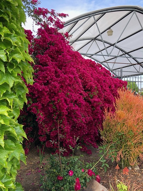 GORGEOUS bougainvillea at one of the garden stores. My mom loved these!