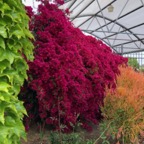 IMG_9315.jpeg