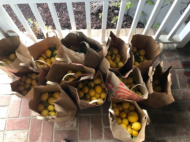 Fellow Montclaire parent Fiona gave away a TON of lemons to neighbors!