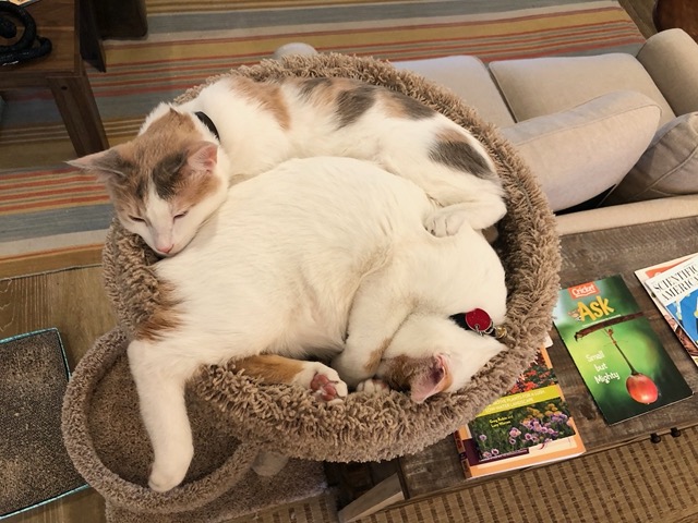 The kitties asleep in their tower