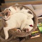 IMG_9335.jpeg