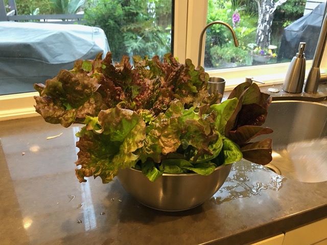 Lettuce from our garden