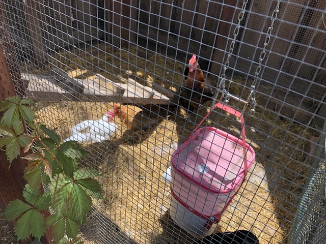 Our chickens on a hot day