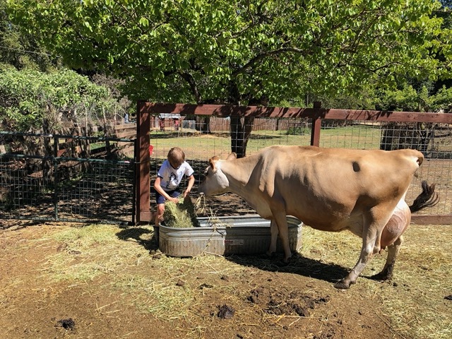 Owen feeding Henrietta.  These cows are so sweet, it's no problem to have a kid in there