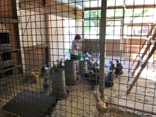 Owen bringing the chickens in.  He does a lot by himself now
