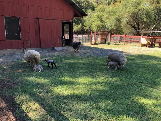 The lambs are out and romping!