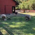 IMG_9372.jpeg
