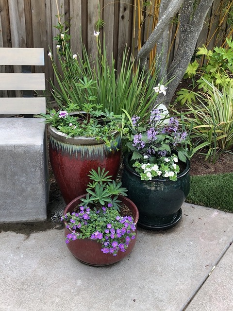 Our gardener even took pictures for other clients, and brought some by to see our backyard for inspiration!