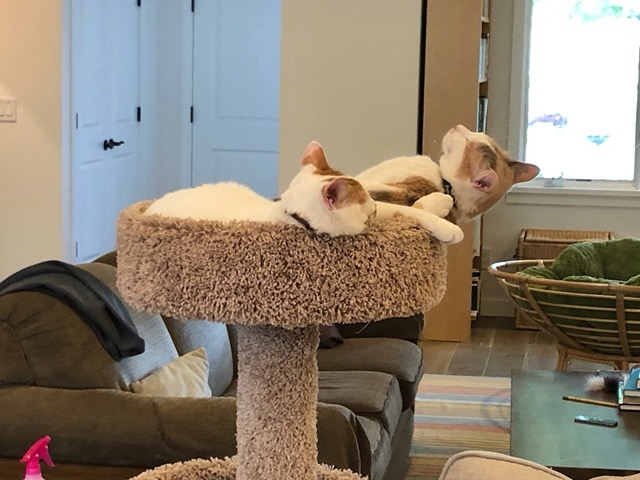 Snoozing cats