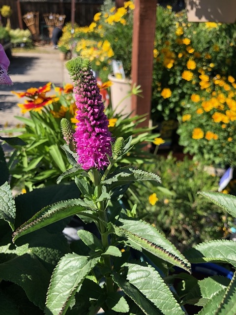 Getting plants for the metal planters by the grill