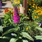 IMG_9421.jpeg