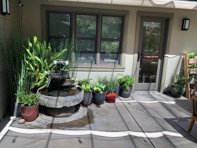 The fountain area with new pots.  I ended up moving the papyrus (red pot)