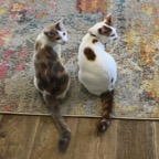 IMG_9437.jpeg