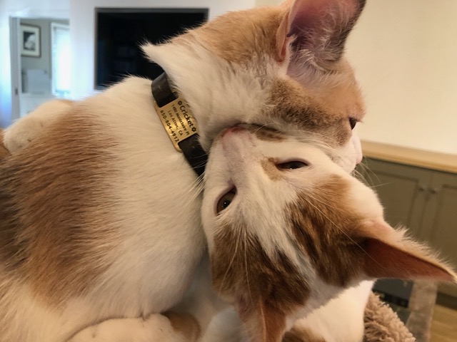 Gizmo play fighting with Cricket, with an interesting predator bite