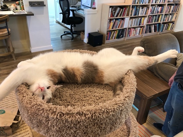 OMG relaxed cat
