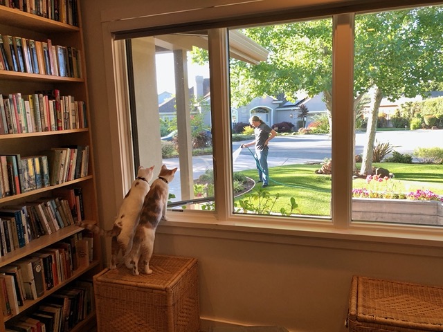 The cats watching Mike water the plants