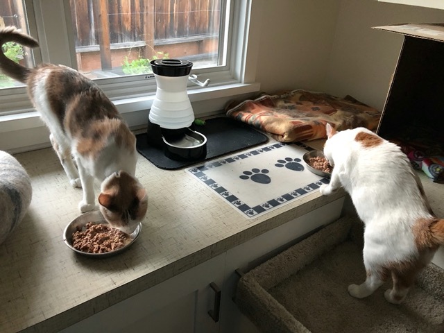 Feeding them in separate bowls
