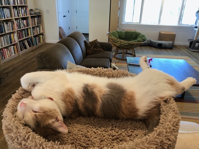 Another shot of Cricket, still a bit kittenish