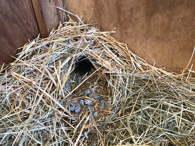 Rat or squirrel hole up in the buck barn