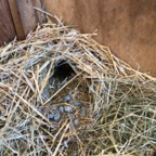 IMG_9466.jpeg