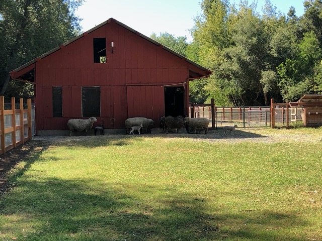 All the ewes out with their lambs