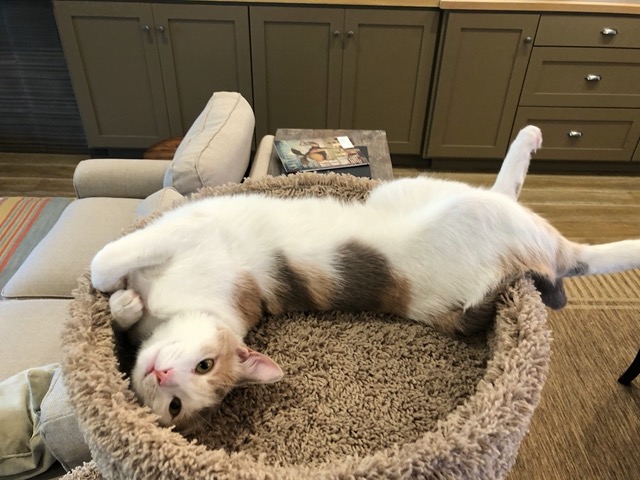 Cricket, flopped again