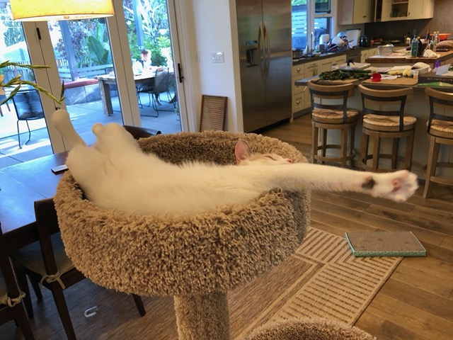 Streeeeetched out and napping